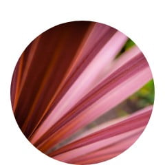 Cordyline australis