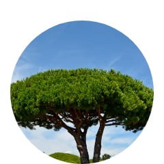 Pinus pinea