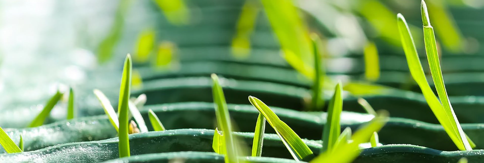 gazon a planter