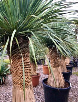 Yucca Rostrata - vegetaux d'exception