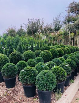 taxus baccata boule - vegetaux d'exception