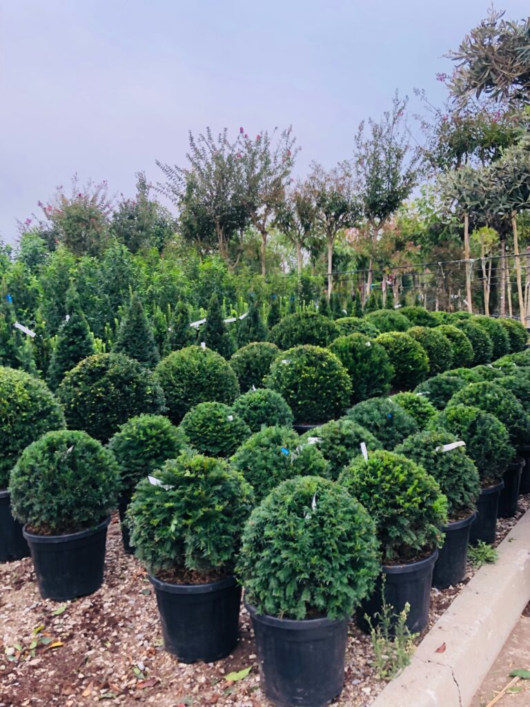 taxus baccata boule - vegetaux d'exception